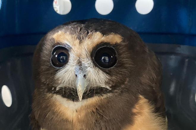 Procedimento Cirúrgico em uma Coruja Murucututu no Hospital Veterinário da FAM