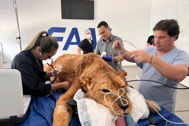 A Leoa Menina no Hospital Veterinário da Faculdade de Americana